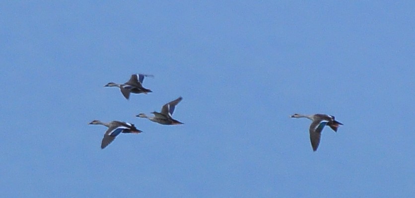 Indian Spot-billed Duck - ML621697762