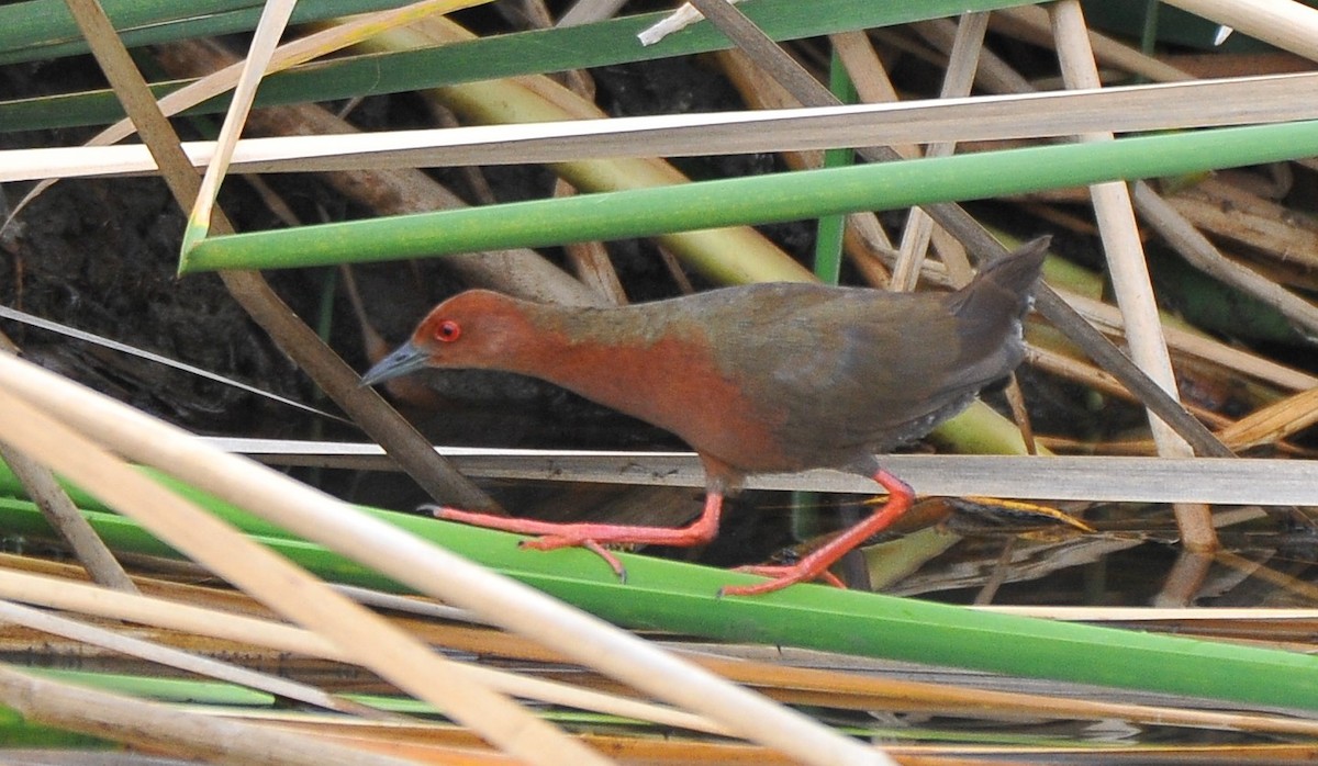 Ruddy-breasted Crake - ML621697786