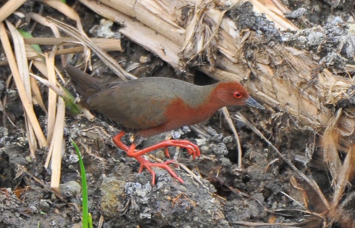 Ruddy-breasted Crake - ML621697787