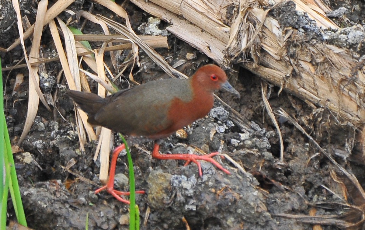 Ruddy-breasted Crake - JOE M RAJA