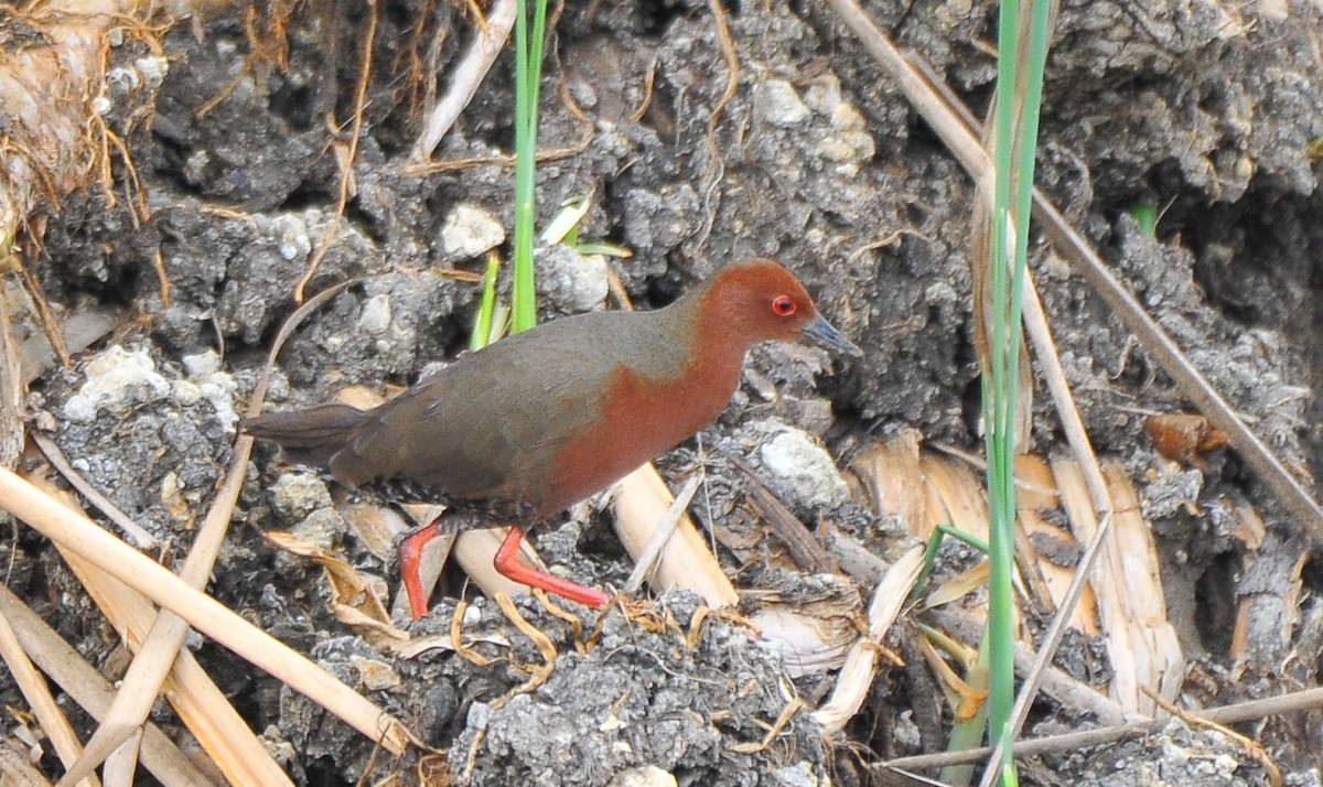 Ruddy-breasted Crake - ML621697790