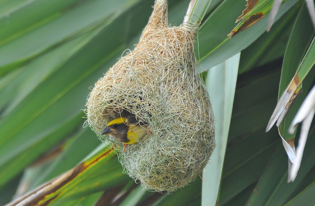 Baya Weaver - ML621697833