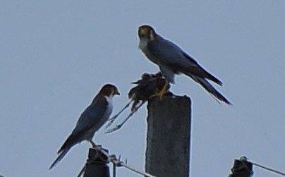 Red-necked Falcon - ML621697892