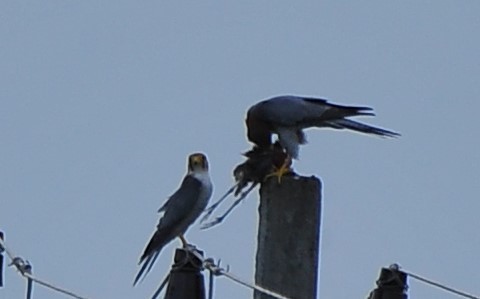 Red-necked Falcon - ML621697893