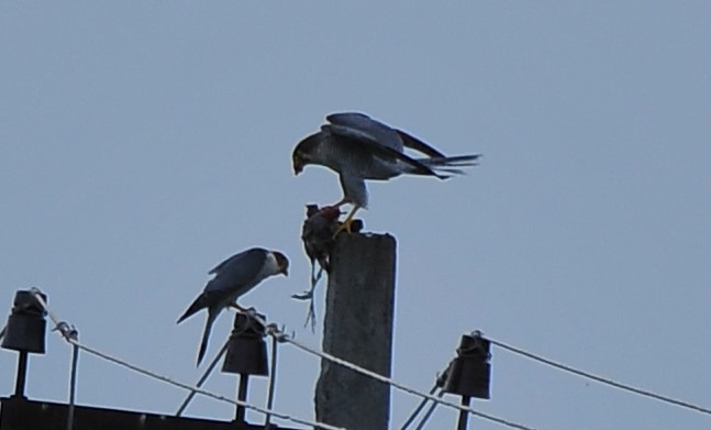 Red-necked Falcon - ML621697894