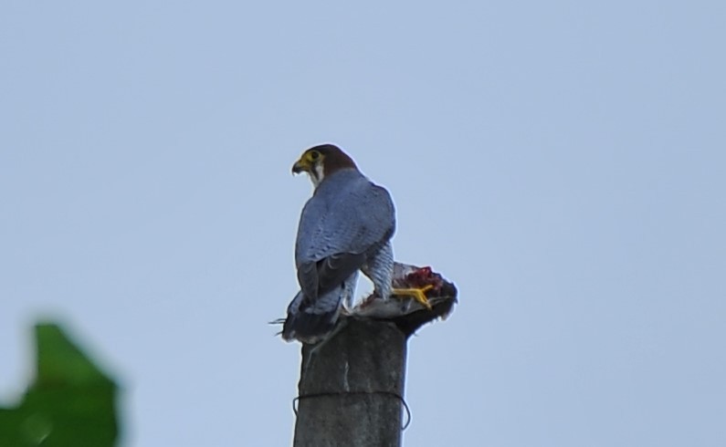 Red-necked Falcon - ML621697895