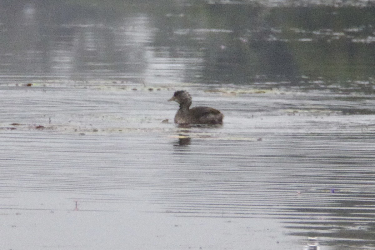 Least Grebe - ML621697913