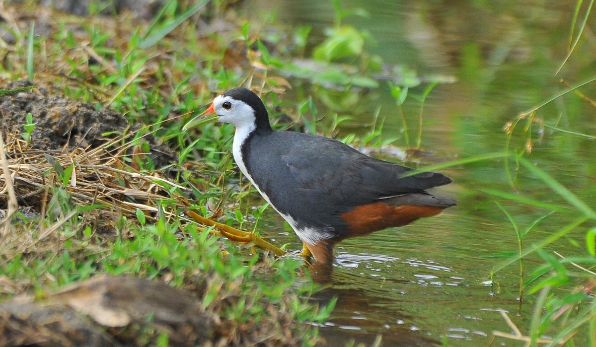 White-breasted Waterhen - ML621697914