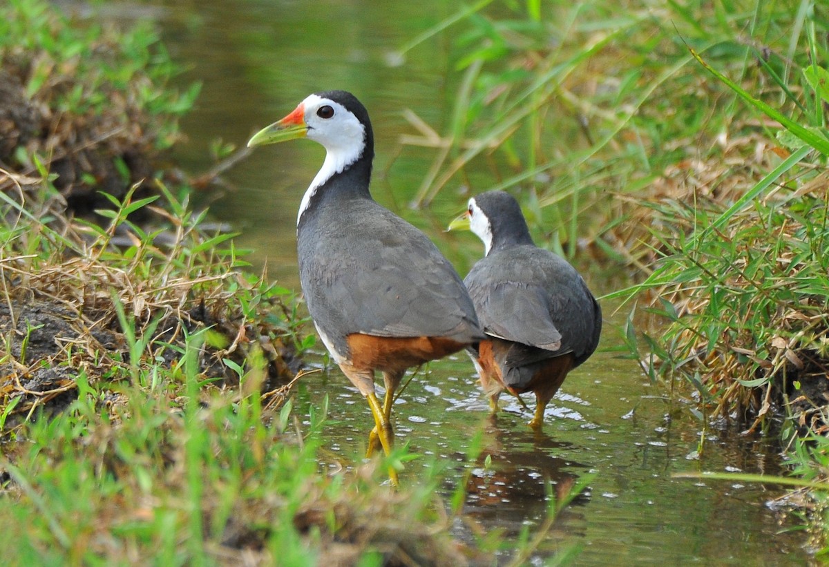 White-breasted Waterhen - ML621697915