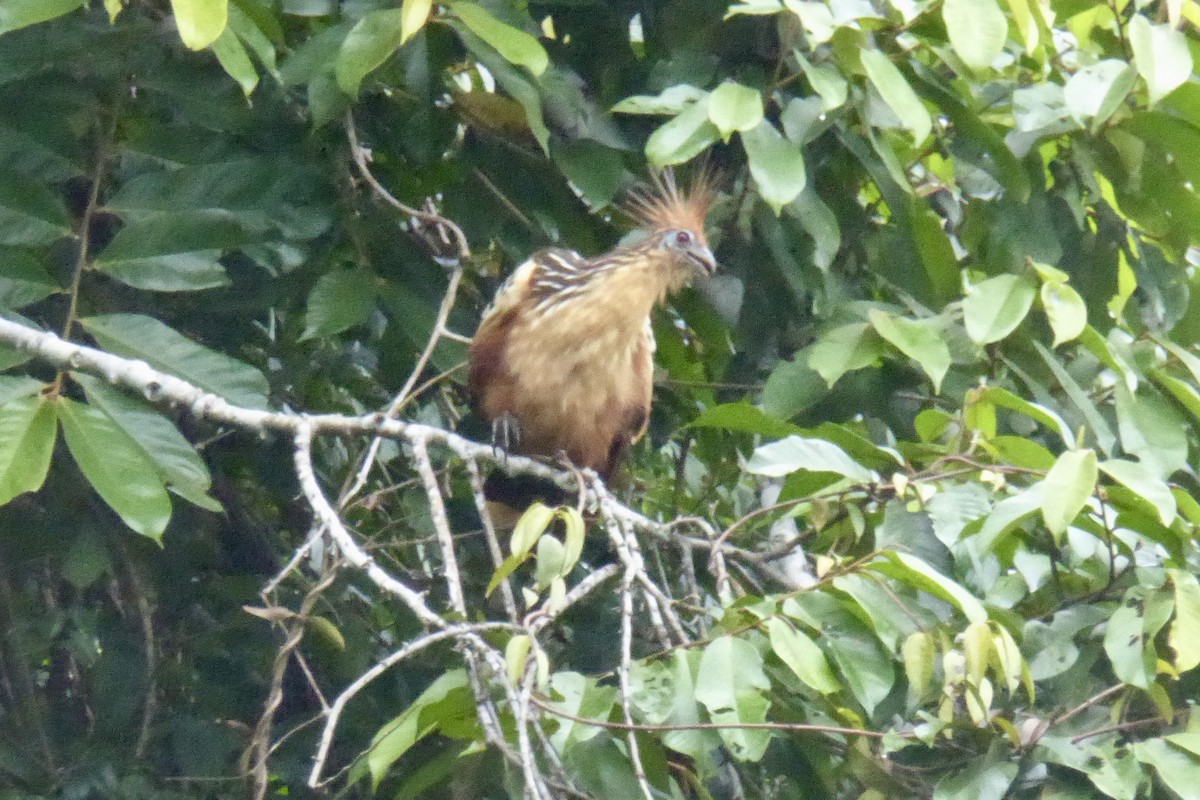 Hoatzin - ML621697919