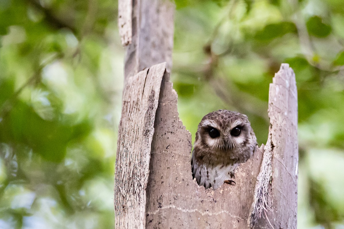 Bare-legged Owl - ML621697955