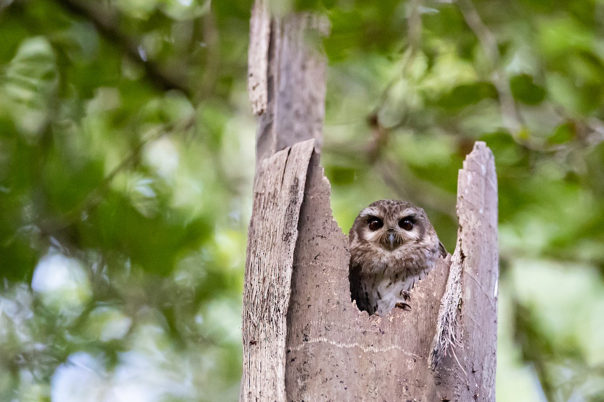 Bare-legged Owl - ML621697957