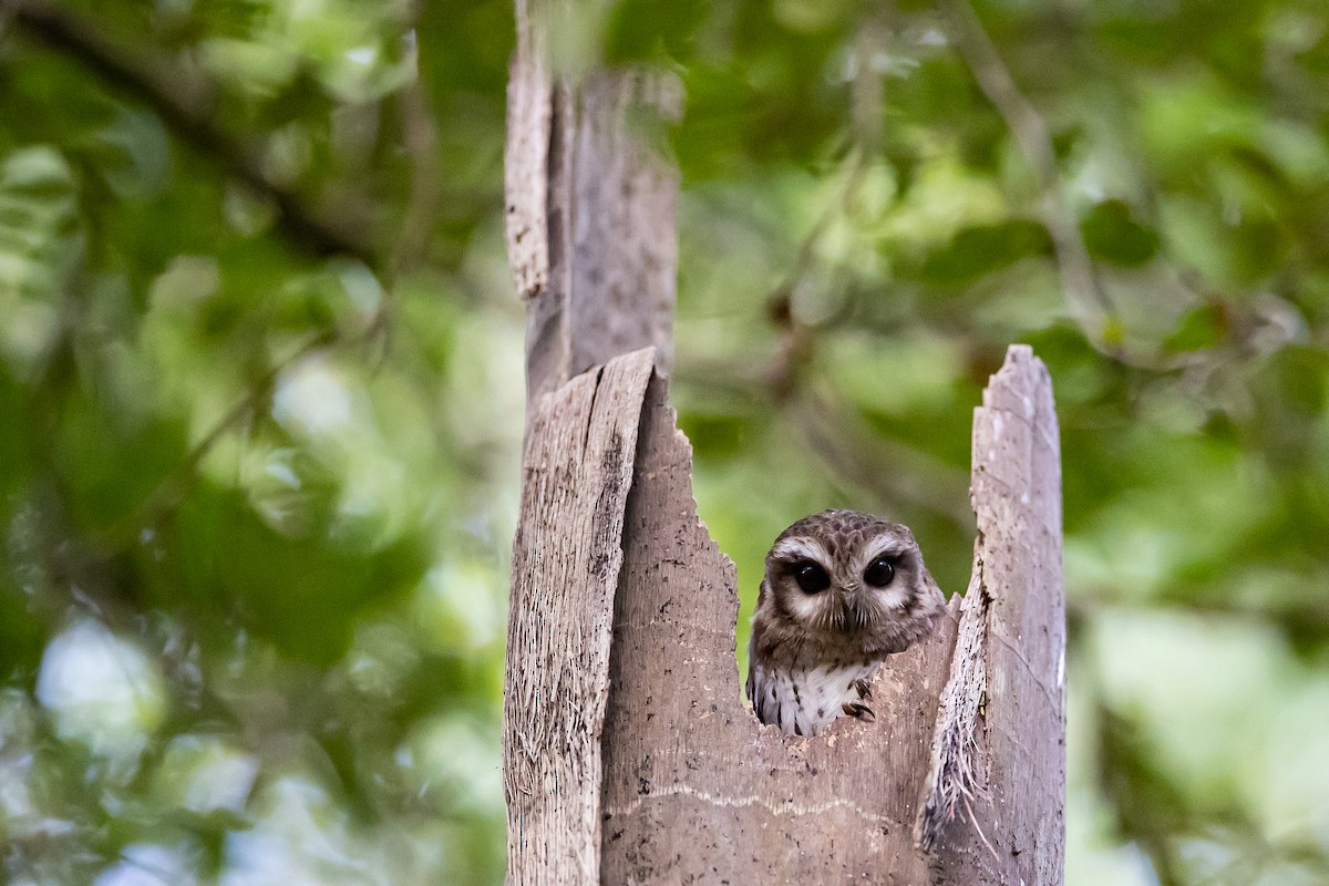 Bare-legged Owl - ML621697959