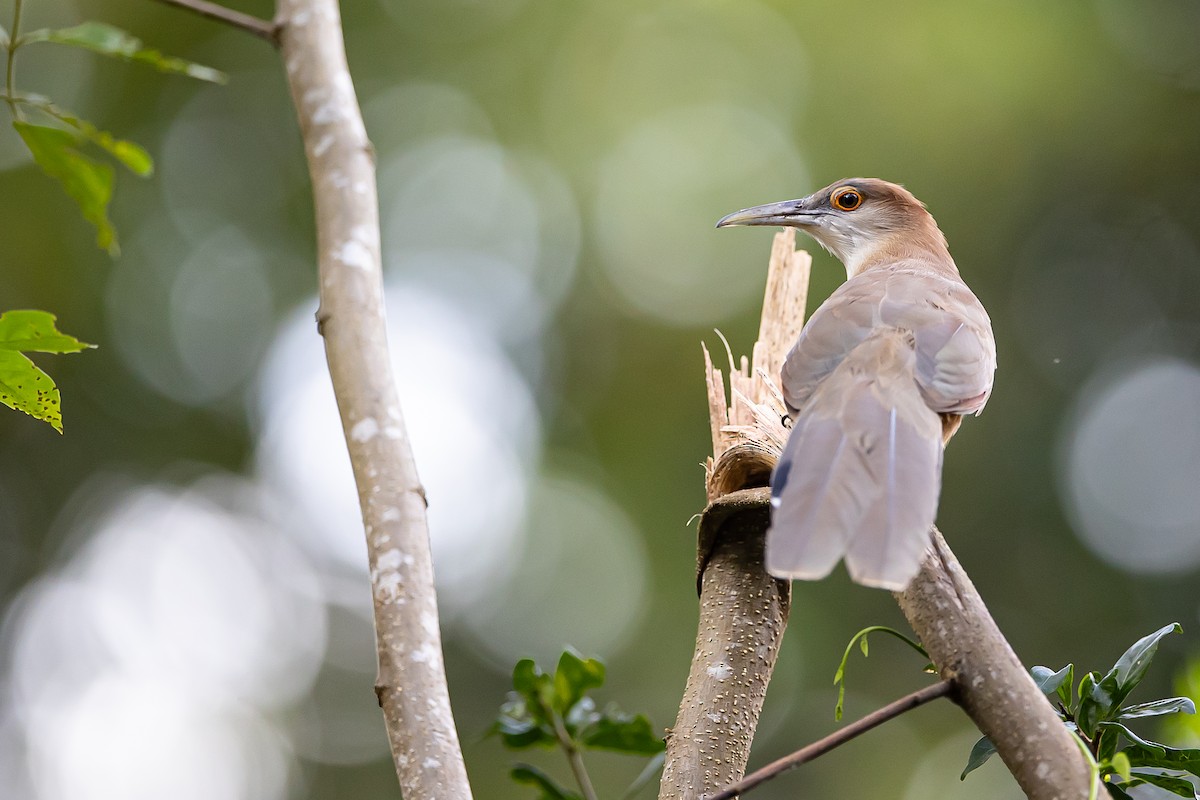 Great Lizard-Cuckoo (Cuban) - ML621697963