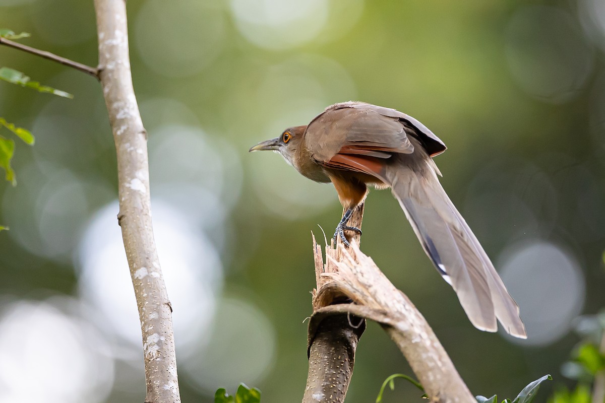 Great Lizard-Cuckoo (Cuban) - ML621697964