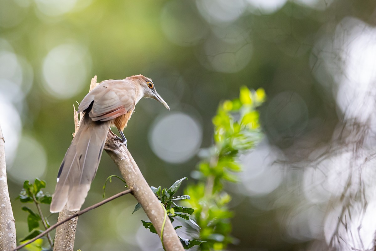 Great Lizard-Cuckoo (Cuban) - ML621697966