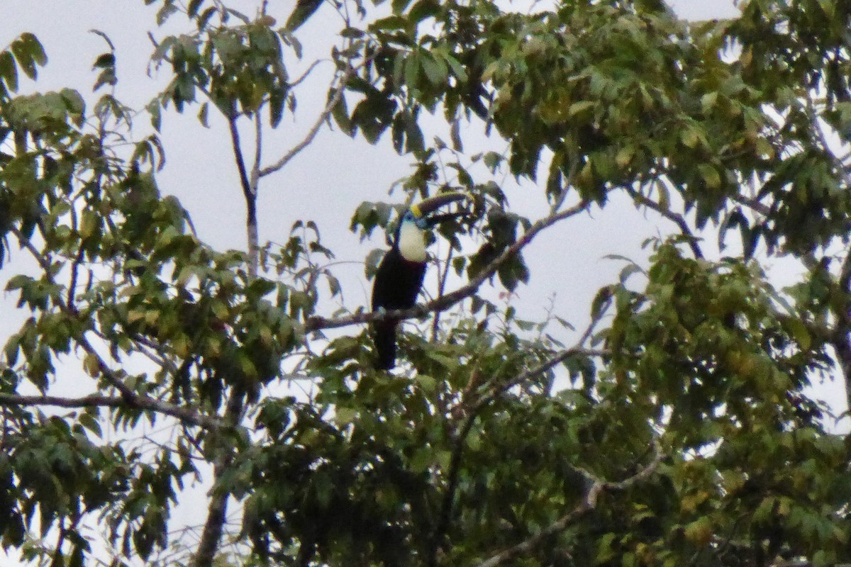 White-throated Toucan - ML621697980