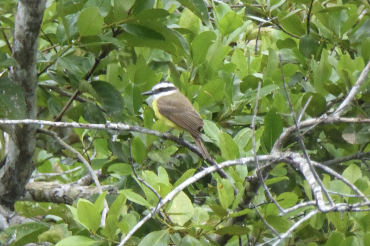 Lesser Kiskadee - ML621697981