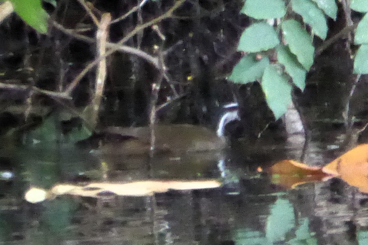 Sungrebe - ML621697989