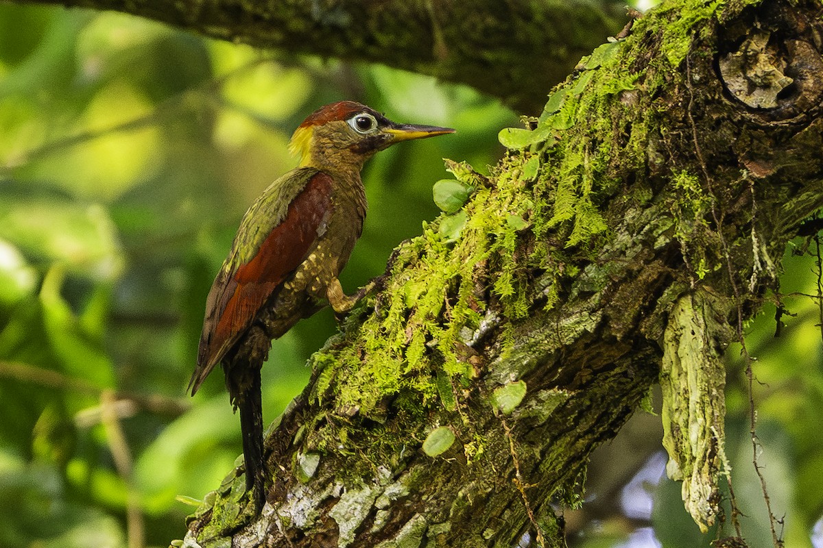 Crimson-winged Woodpecker - ML621697999