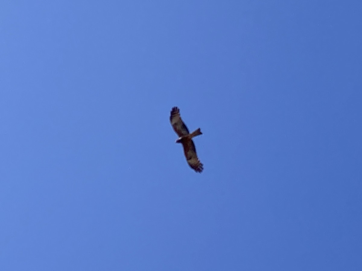 Square-tailed Kite - Ben Hoffmann