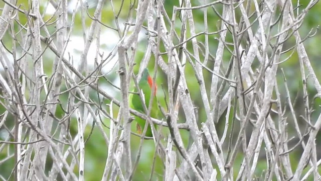 Vernal Hanging-Parrot - ML621698128