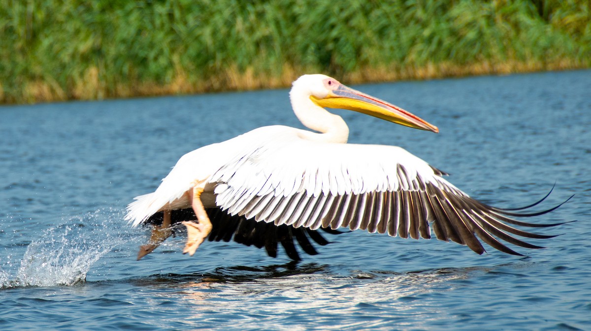 Great White Pelican - ML621698270