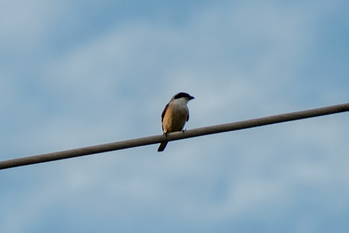 Lesser Gray Shrike - ML621698335