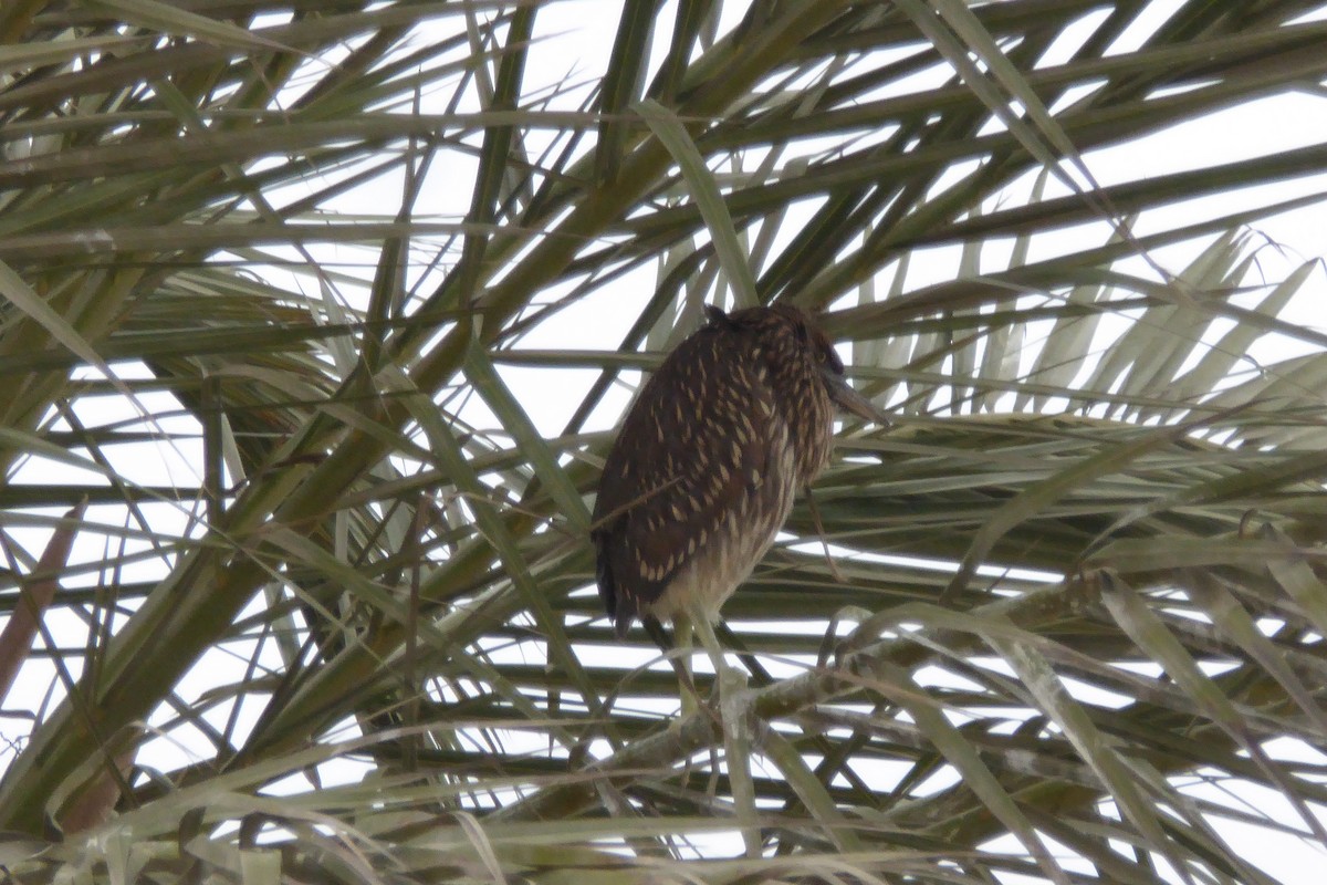 Black-crowned Night Heron - ML621698356