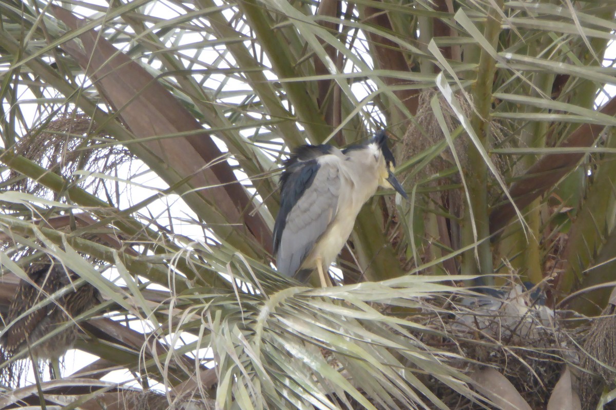 Black-crowned Night Heron - ML621698357