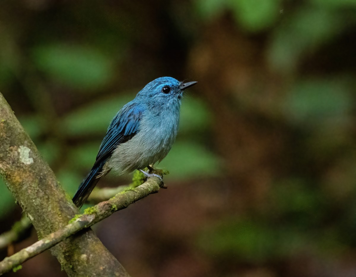 Pale Blue Flycatcher - ML621698392