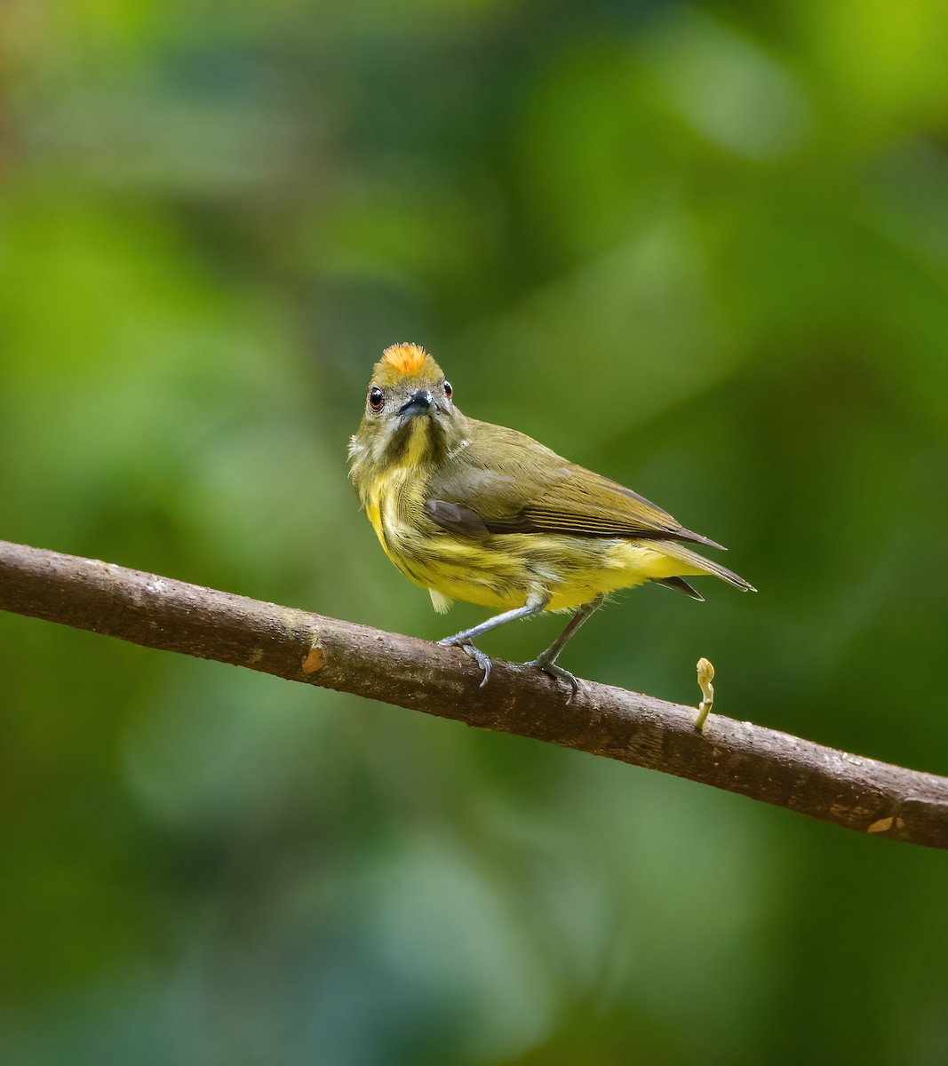 Yellow-breasted Flowerpecker - ML621698403