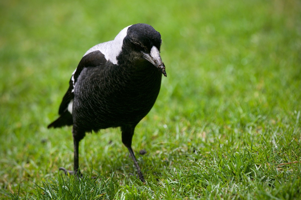 Australian Magpie (White-backed) - ML621698408