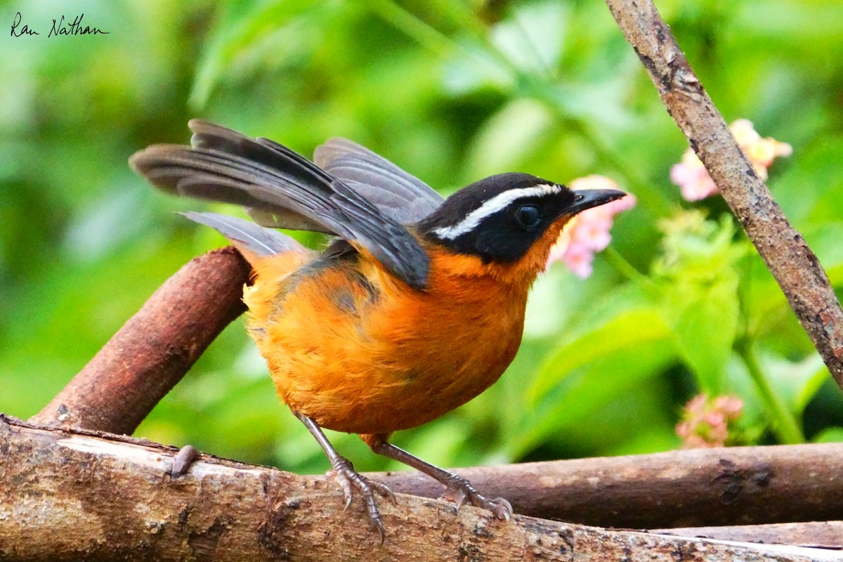 Rüppell's Robin-Chat - ML621698429