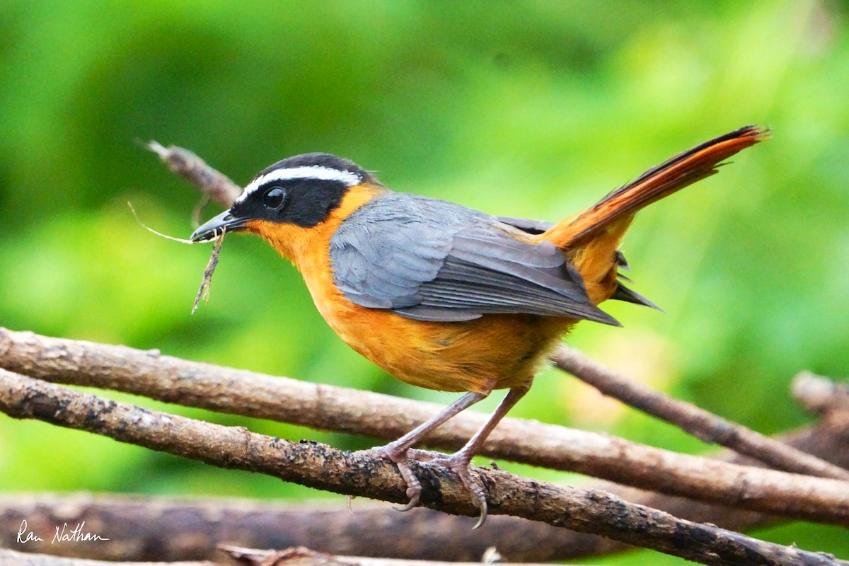 Rüppell's Robin-Chat - Ran Nathan