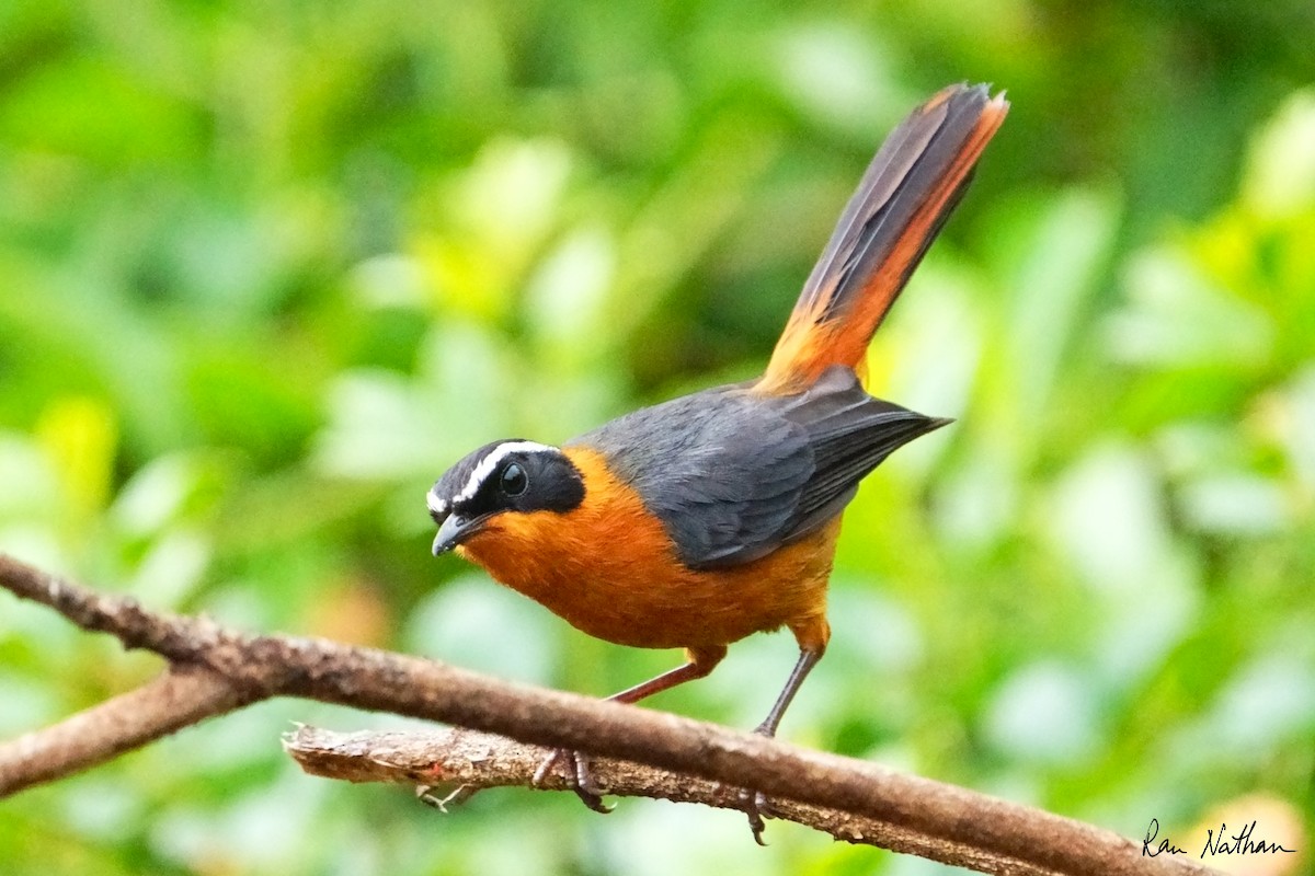 Rüppell's Robin-Chat - ML621698431