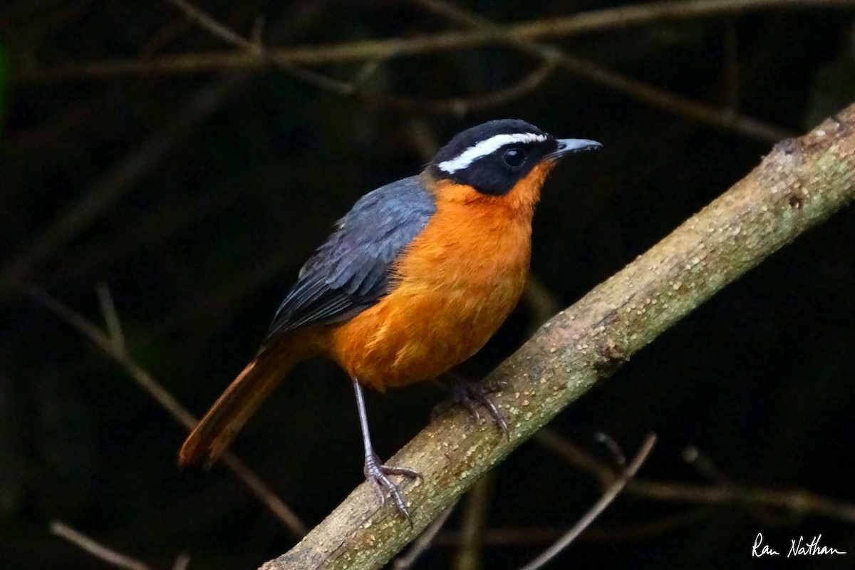 Rüppell's Robin-Chat - ML621698432