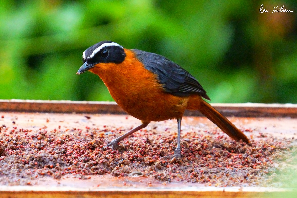 Rüppell's Robin-Chat - ML621698433