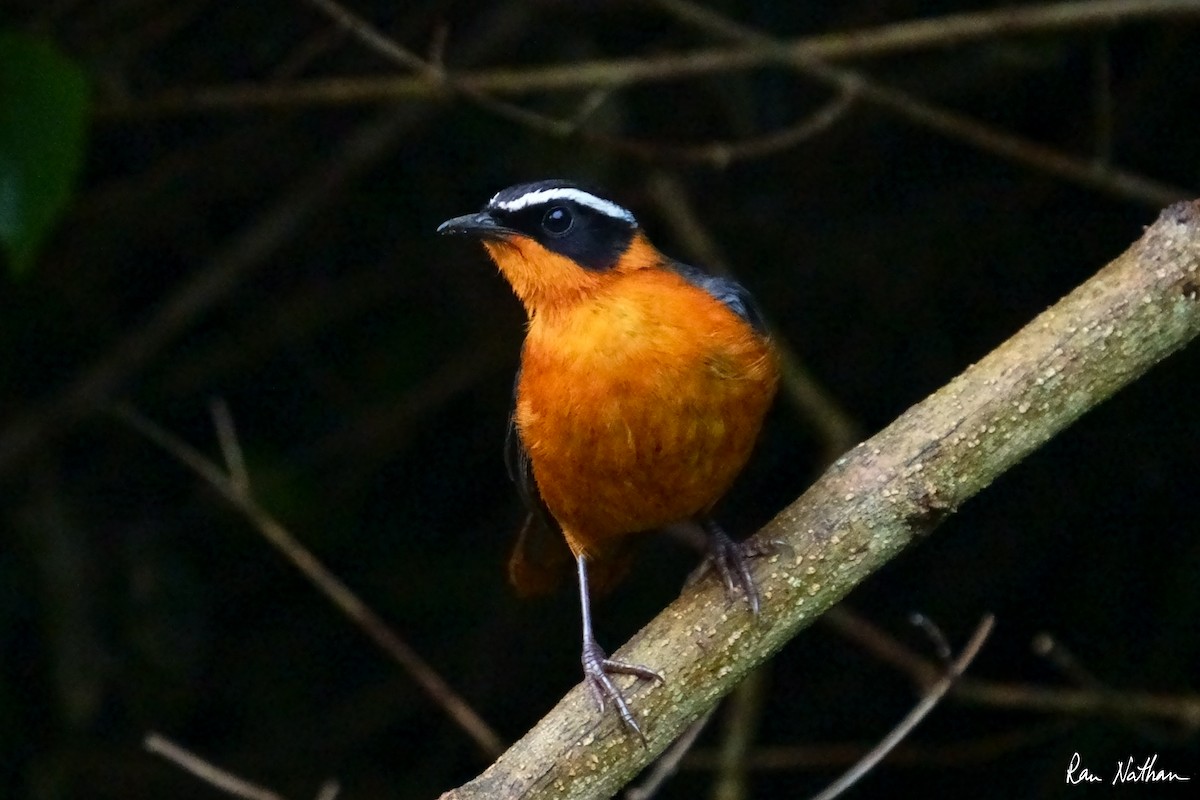 Rüppell's Robin-Chat - ML621698434