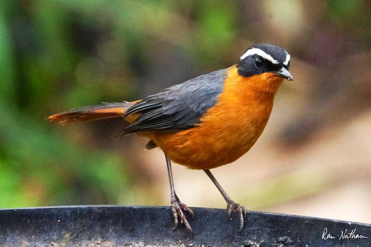 Rüppell's Robin-Chat - ML621698435