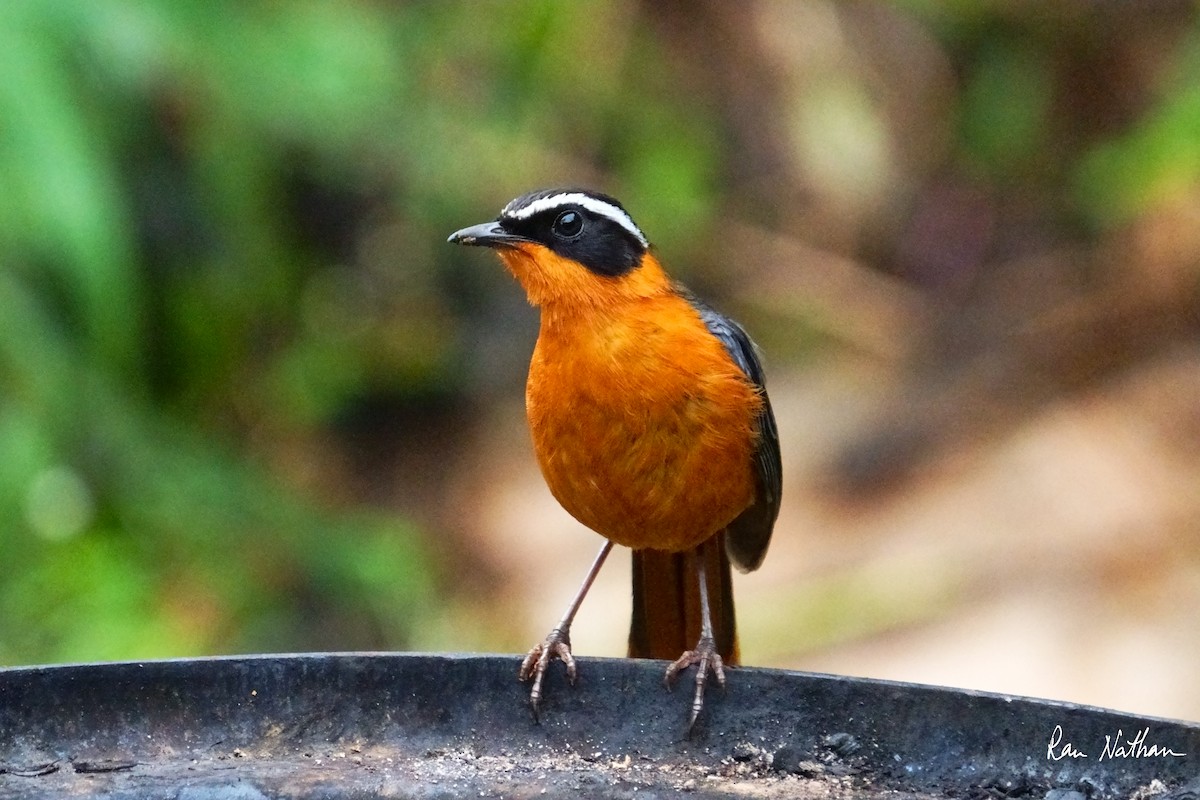 Rüppell's Robin-Chat - ML621698438