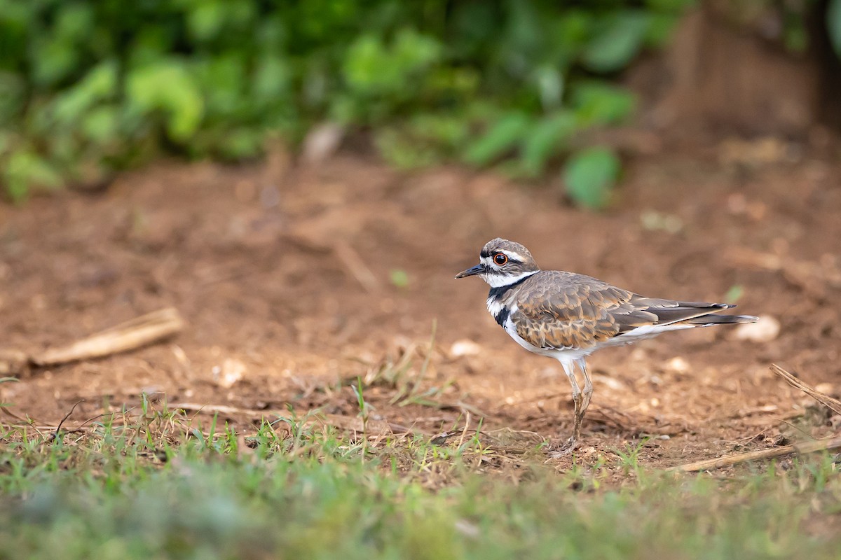 Killdeer - ML621698439