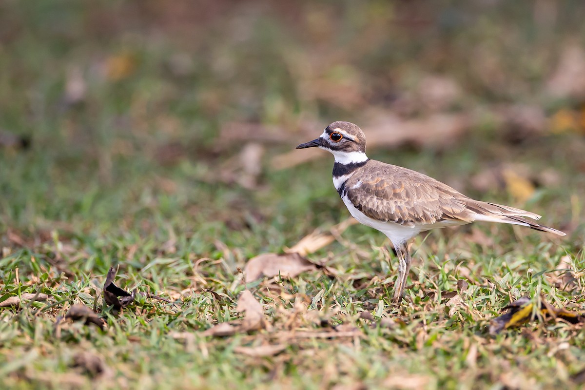 Killdeer - ML621698440