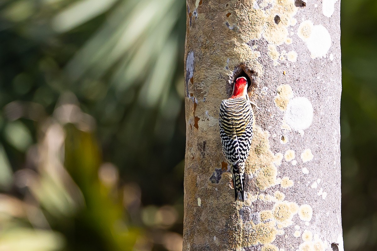 West Indian Woodpecker - ML621698451