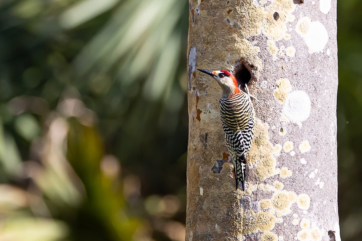 West Indian Woodpecker - ML621698452