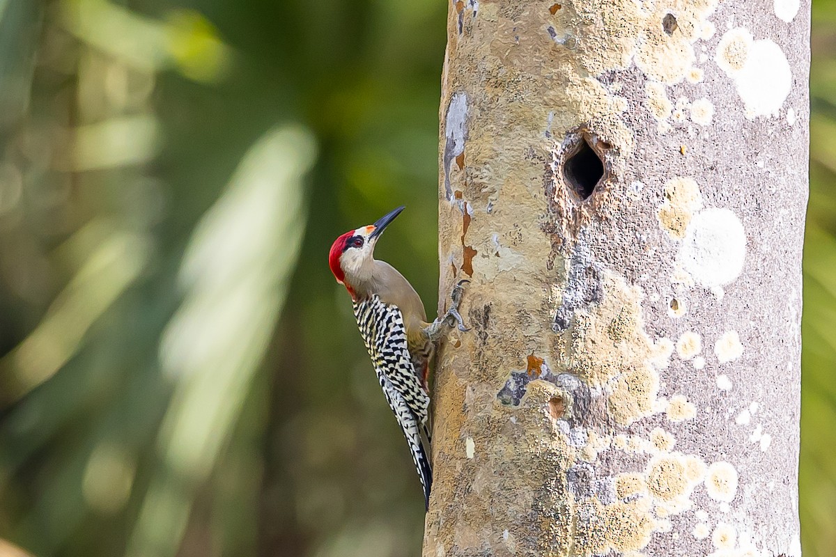 West Indian Woodpecker - ML621698453