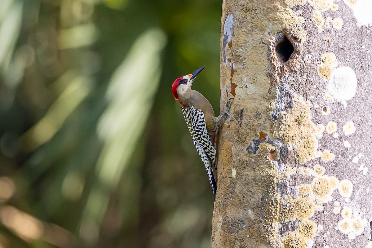 West Indian Woodpecker - ML621698454