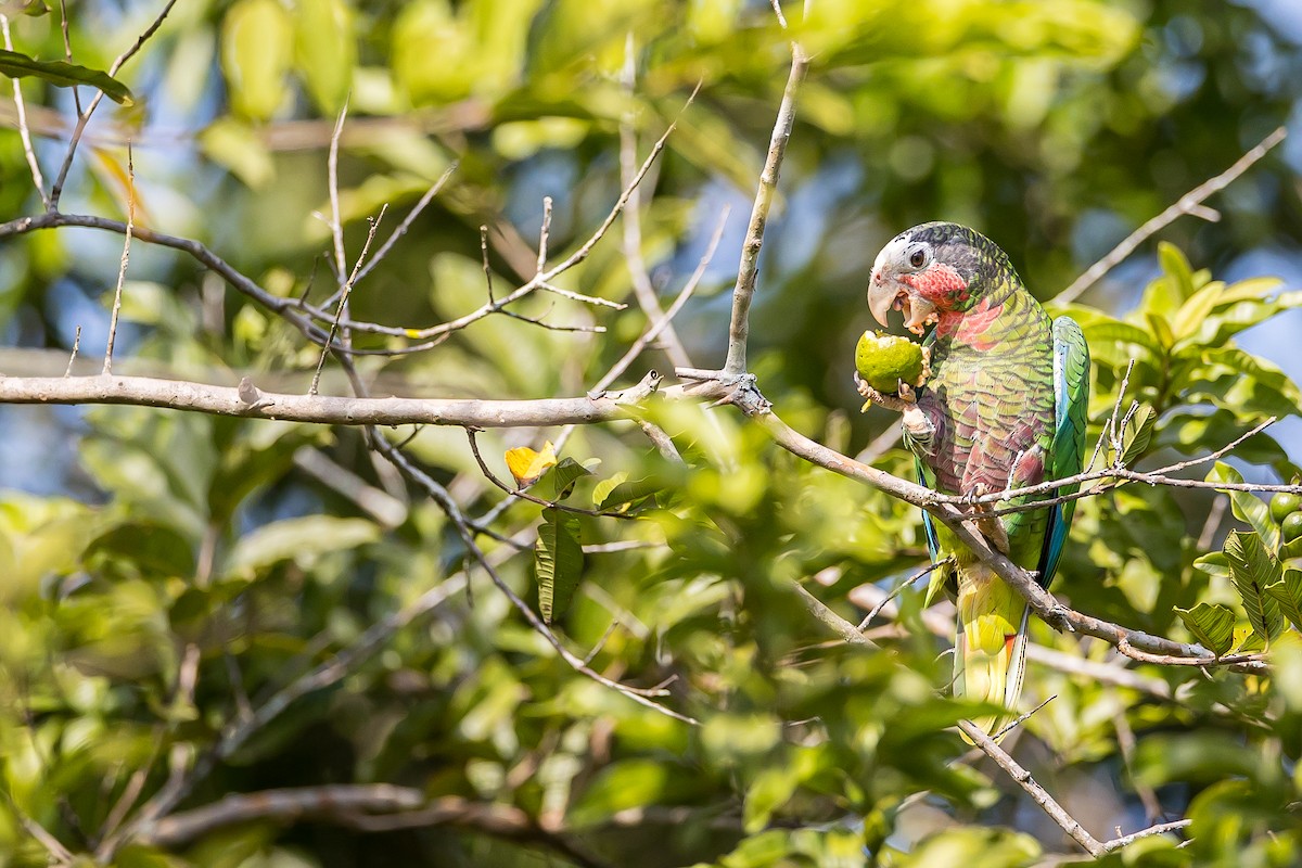 Cuban Parrot - Anonymous