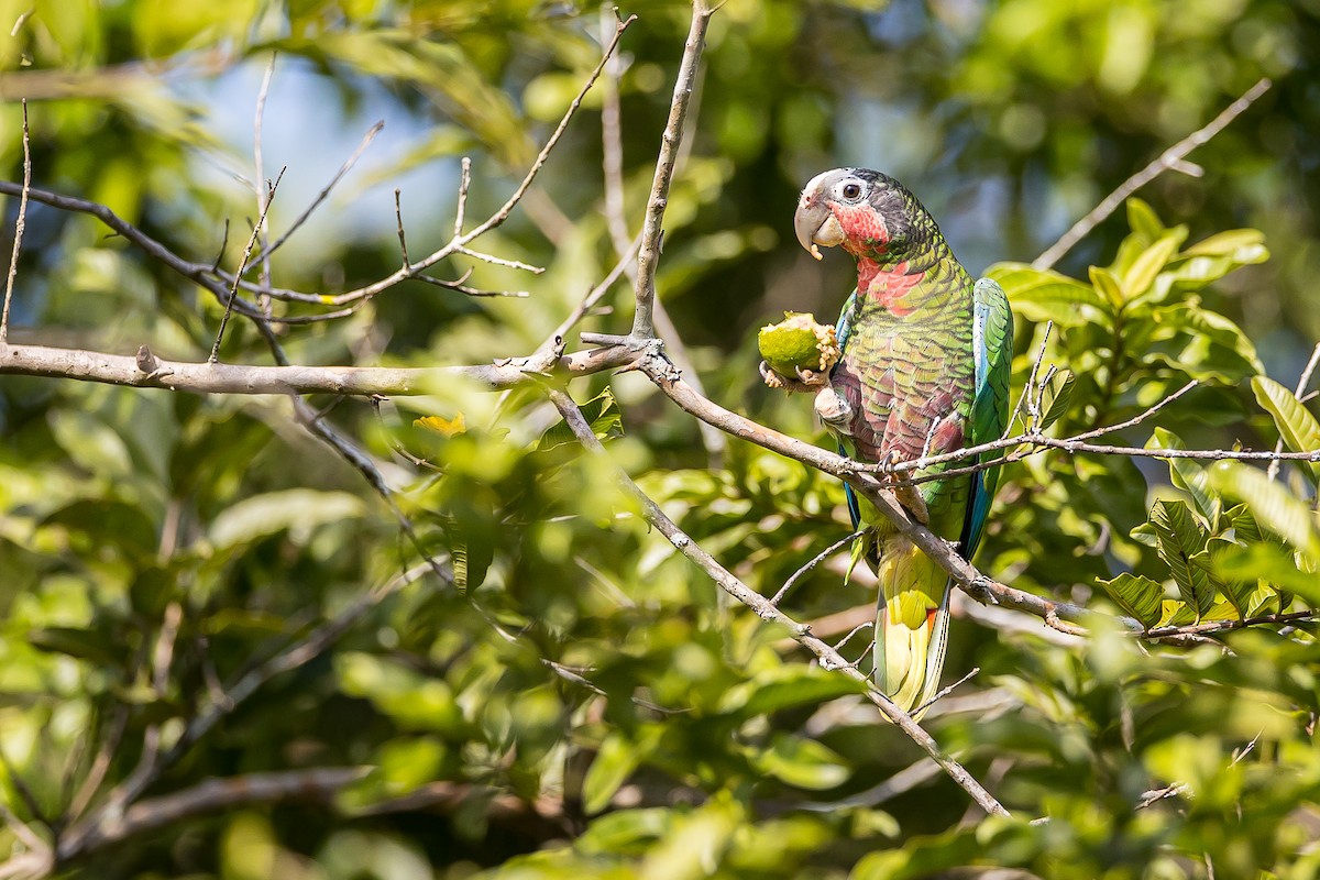 Cuban Parrot - ML621698477