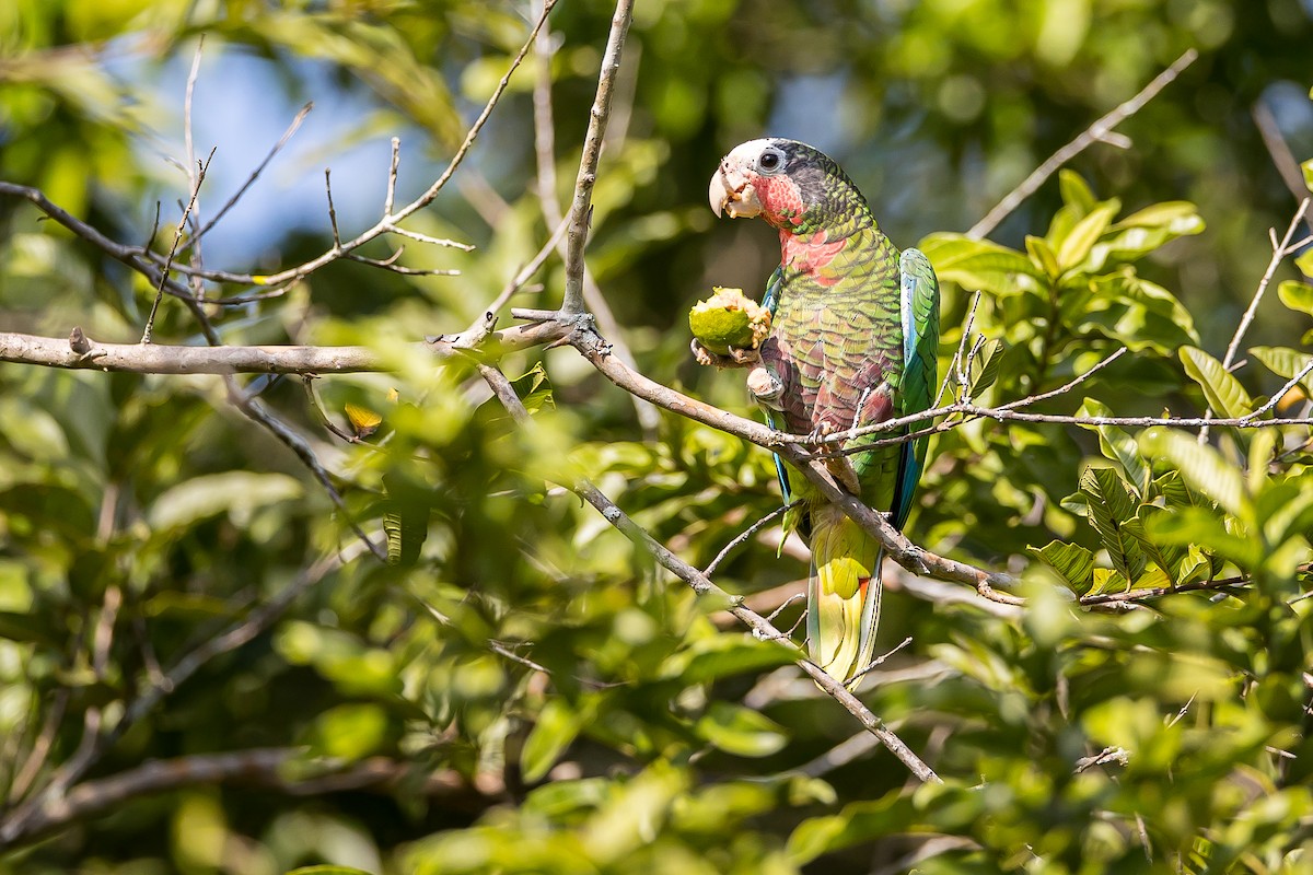 Cuban Parrot - ML621698485